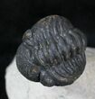 Enrolled Morocops Trilobite - Foum Zguid, Morocco #28144-2